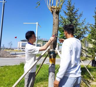 现代农业学院开展校园绿植修剪活动